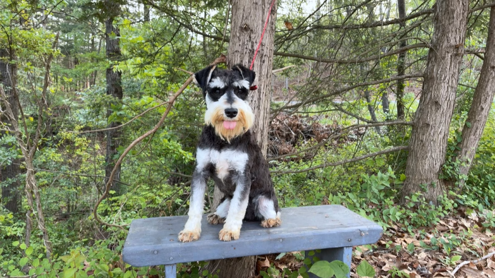 Photo of Sugar Hollow’s Kentucky Derby, a Black & Silver Miniature Schnauzer.