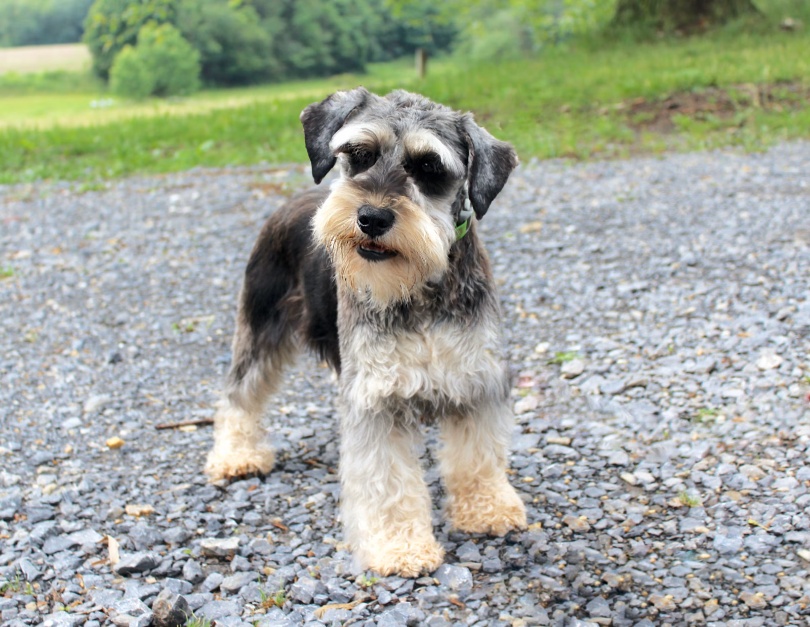Photo of LuVan’s Fanta, a Black & Silver Miniature Schnauzer.