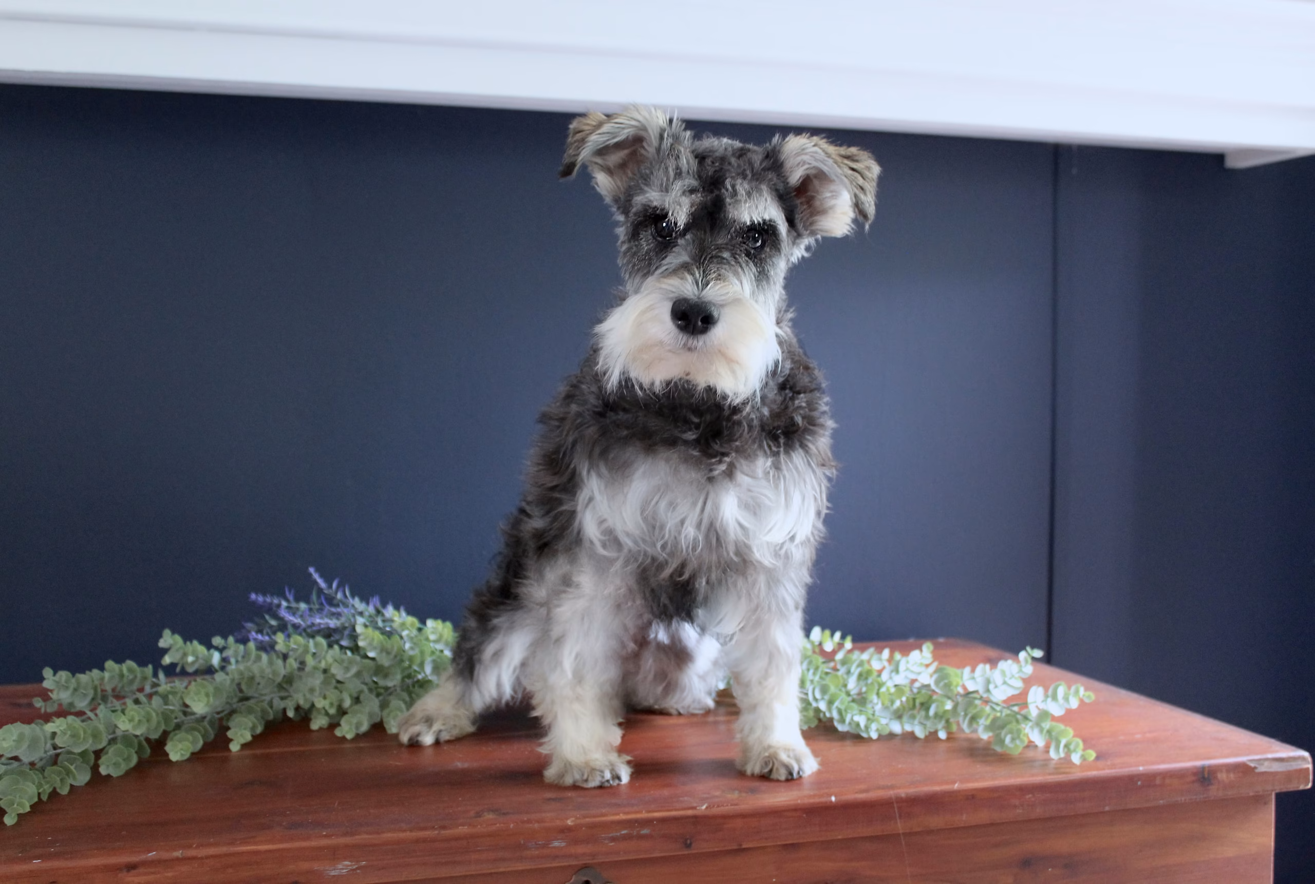 Photo of Sugar Hollow Gypsy Lady, a Salt & Pepper Miniature Schnauzer.