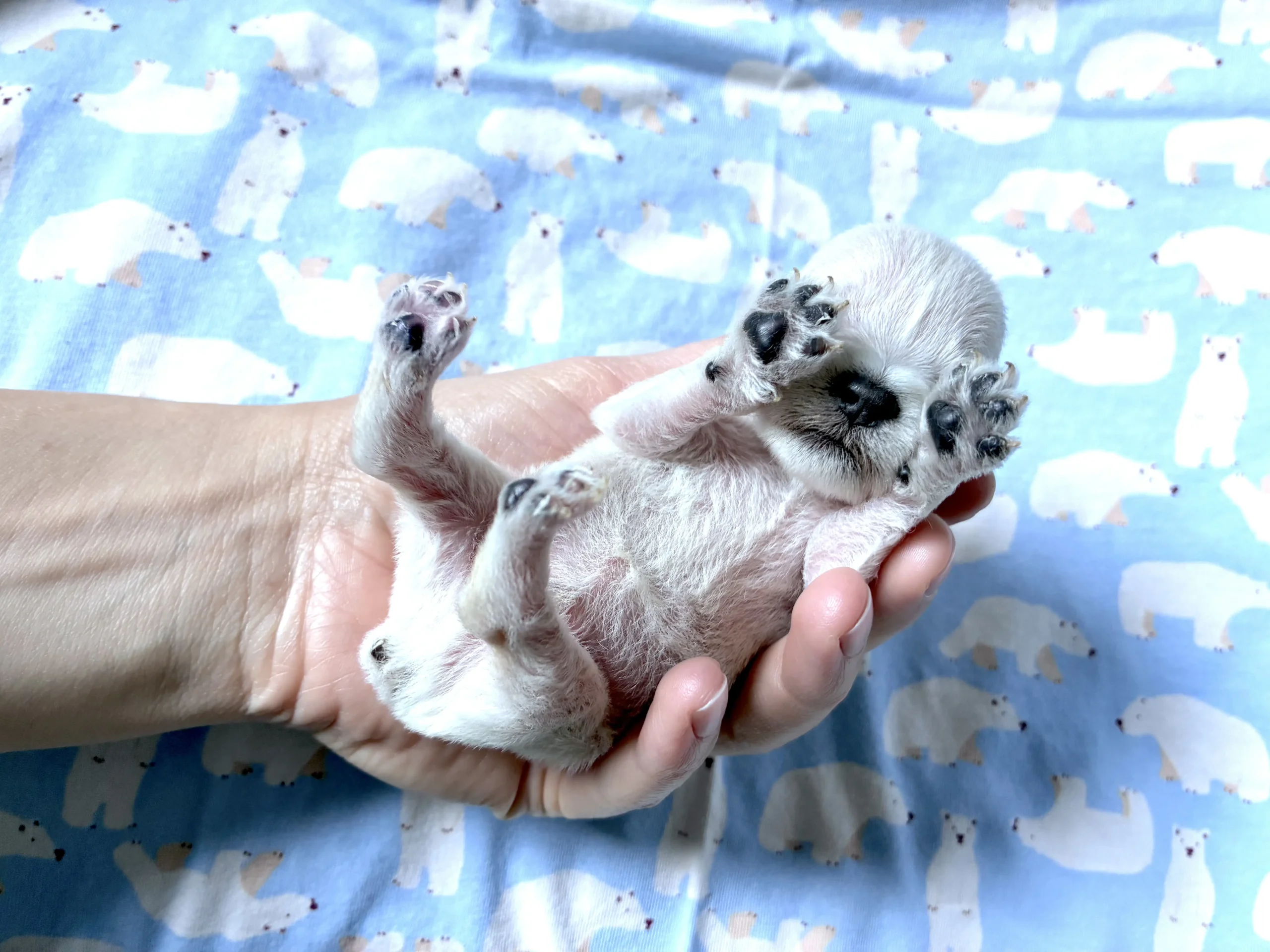 Casper