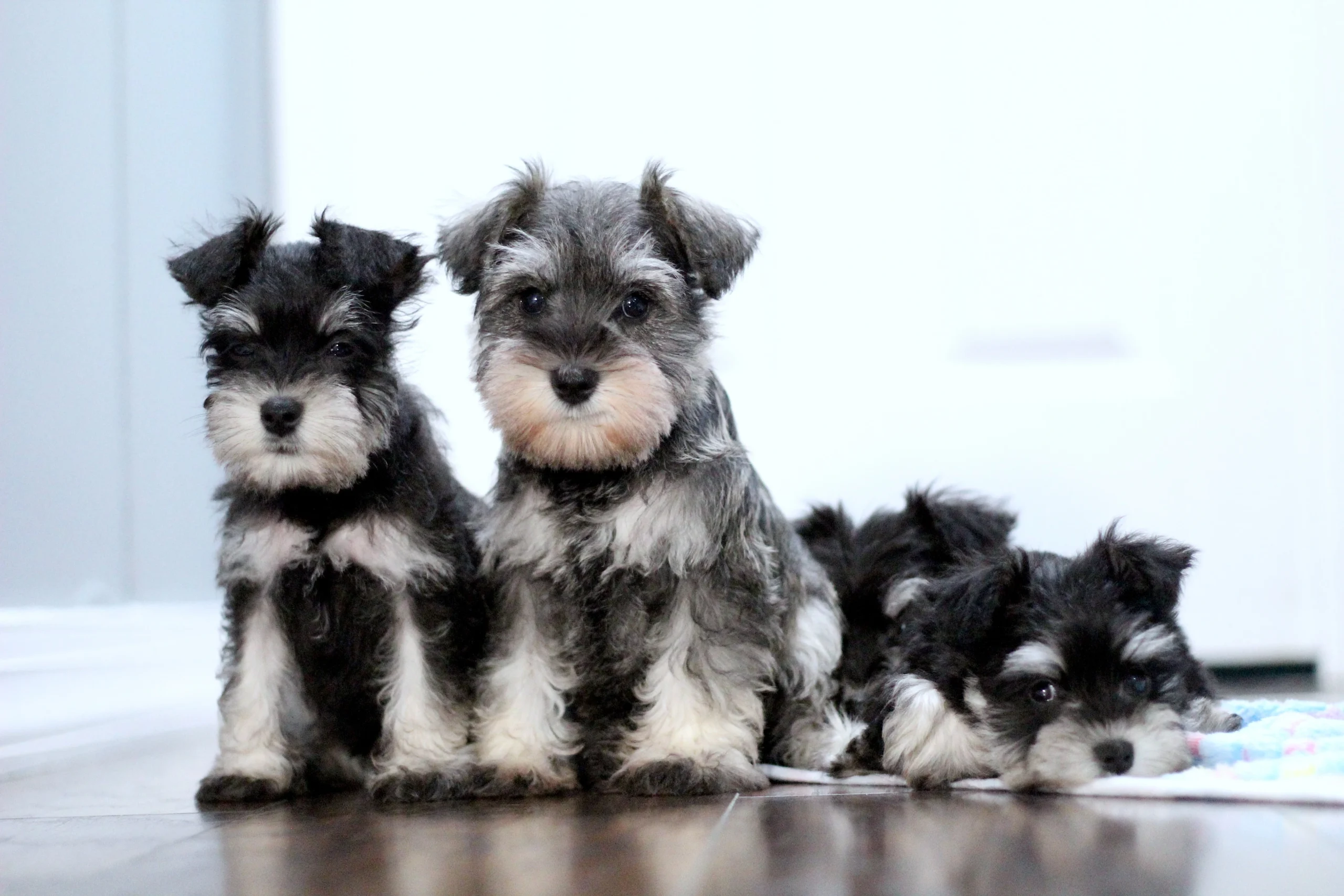 Miniature Schnauzer puppies raised at Sugar Hollow Canine